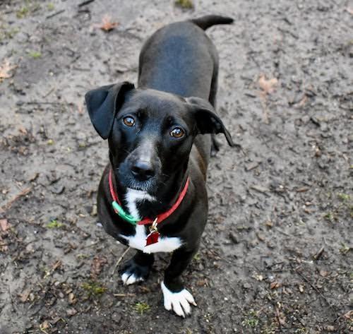 Loo-Loo, an adopted mixed breed in Sudbury, MA image 1/5