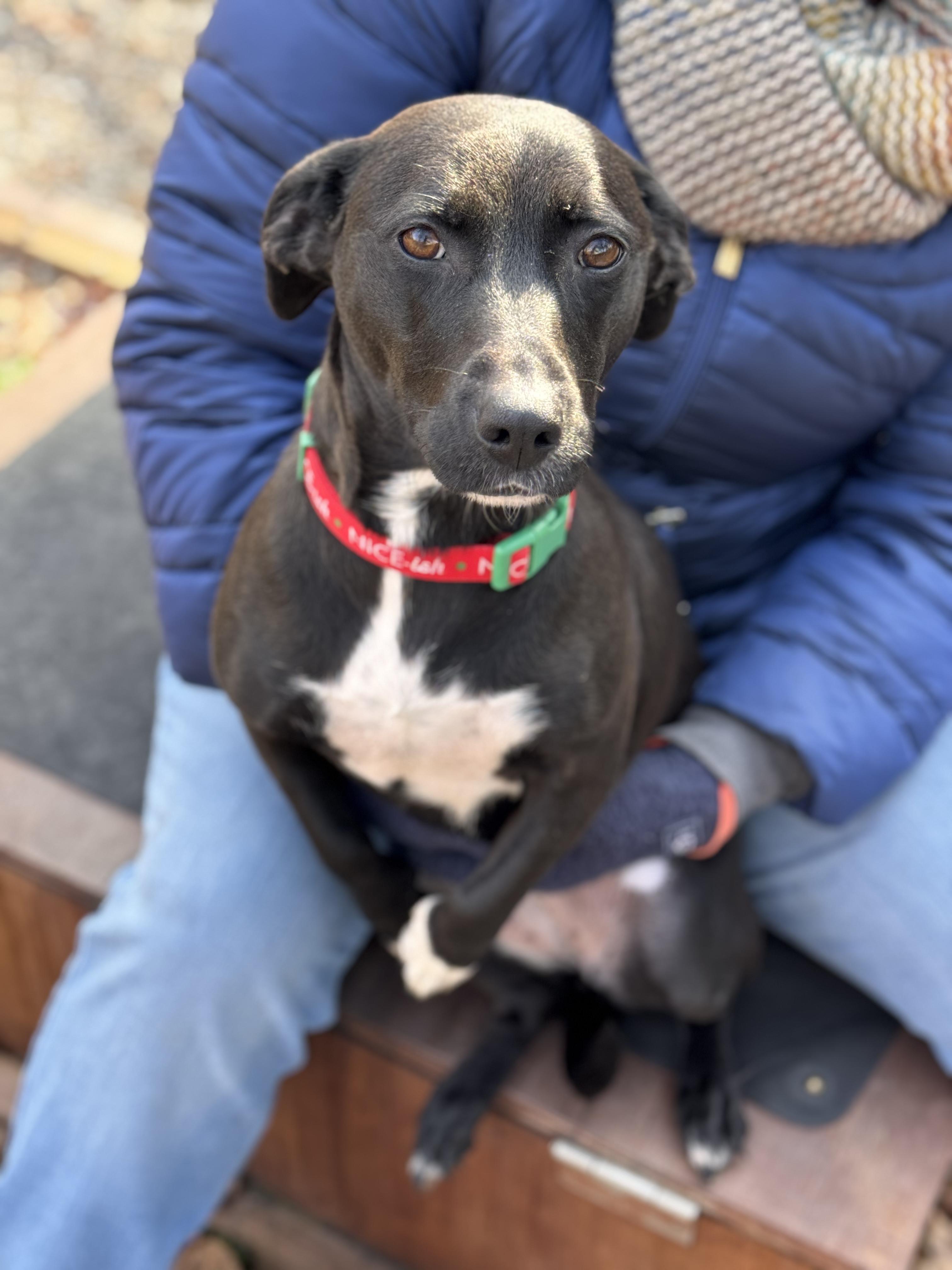 Enlarge Loo-Loo, a Adoptable mixed breed image 2/3