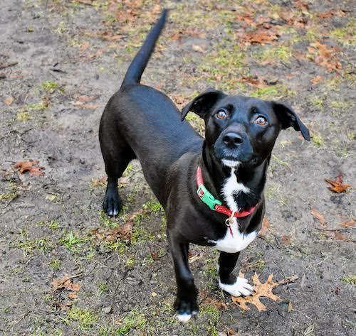 Loo-Loo, an adopted mixed breed in Sudbury, MA image 5/5