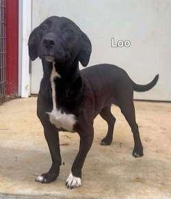 Loo-Loo, Adoptable, Adult Female Dachshund & Basset Hound.