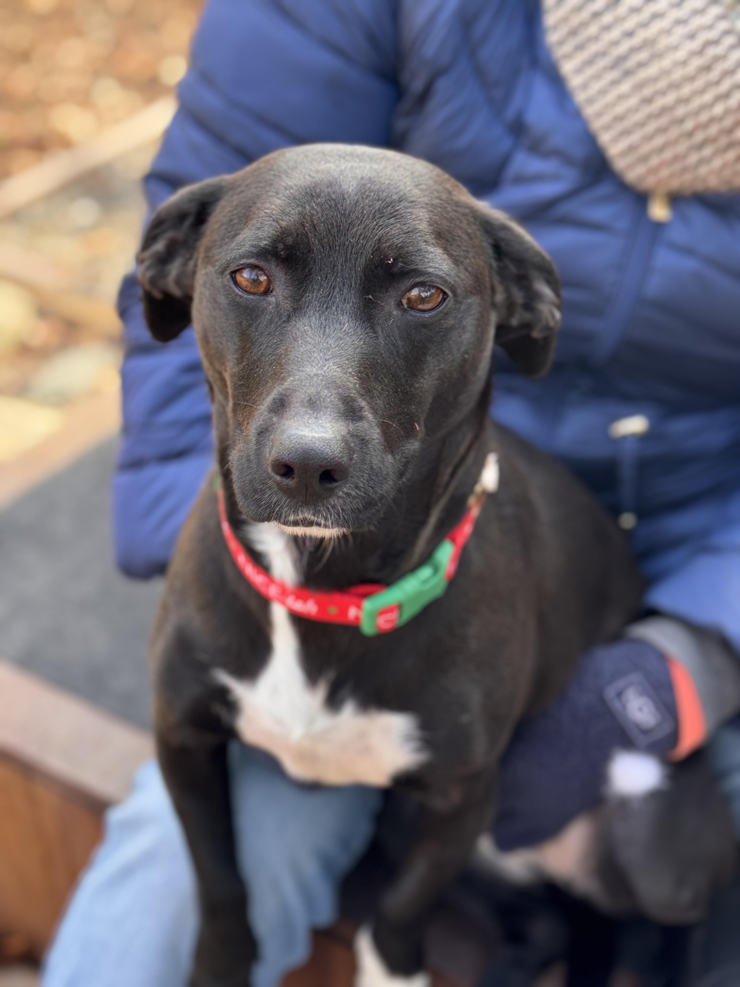 Loo-Loo, Adoptable, Adult Female Dachshund & Basset Hound.