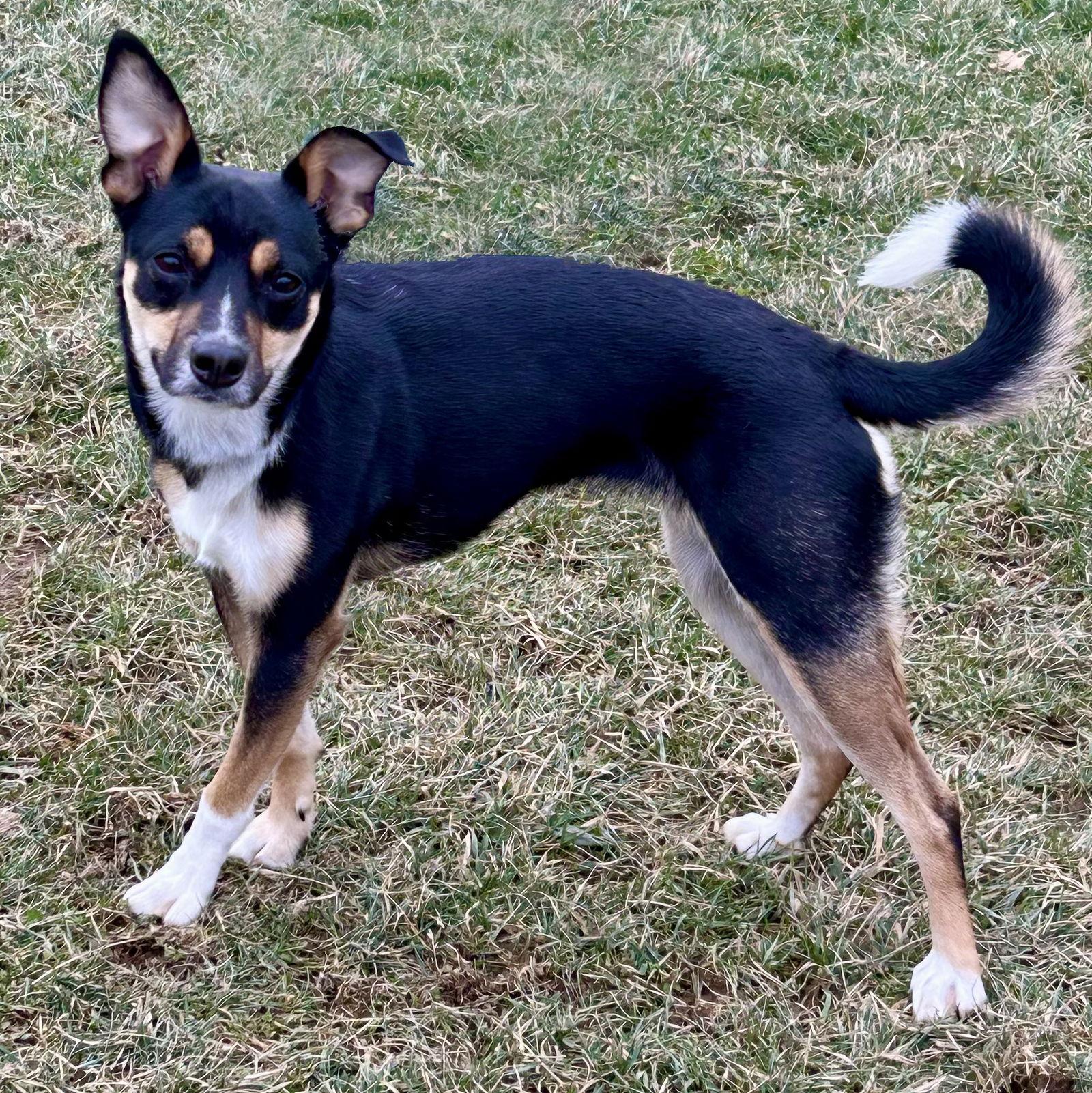 Enlarge Daizy 2025, a Adoptable mixed breed in Norwood, OH image 2/3