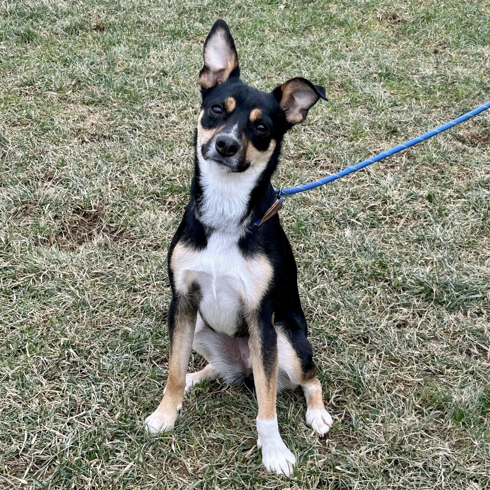 Enlarge Daizy 2025, a Adoptable mixed breed in Norwood, OH image 3/3