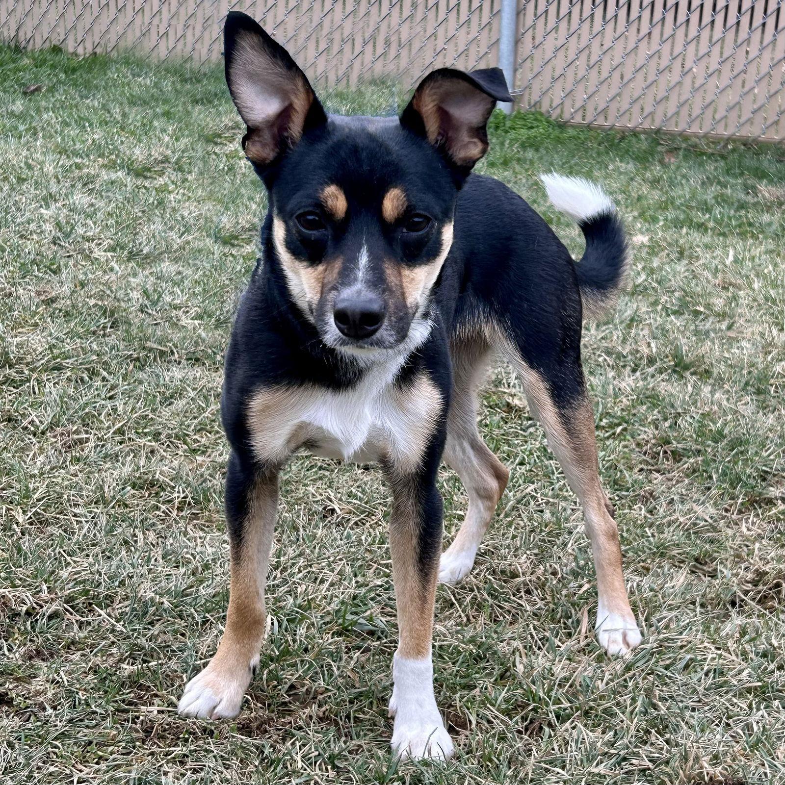 Daizy 2025, Adoptable, Young Female Rat Terrier & Jack Russell Terrier.