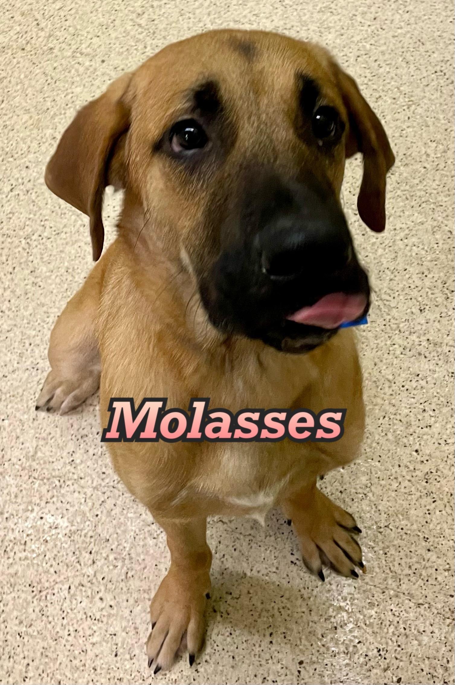 Molasses