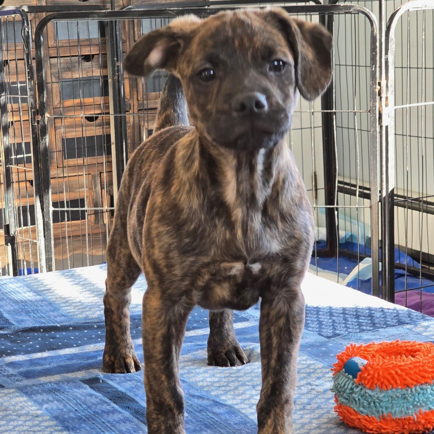 Enlarge Baxter, a Adoptable mixed breed in Lindenhurst, NY image 1/1