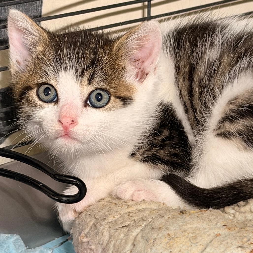 Milano, Adoptable, Kitten Male Domestic Short Hair.