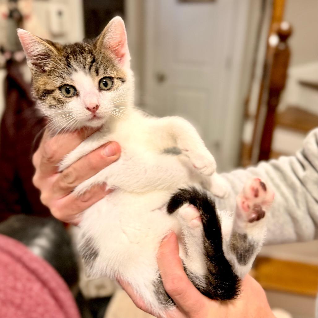 Enlarge Milano, a Adoptable Domestic Short Hair in Bayside, NY image 3/3