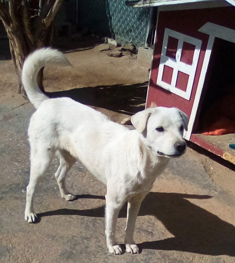 Ginny of the Hogwarts family, a Adoptable Jindo in Apple Valley, CA image 2/3
