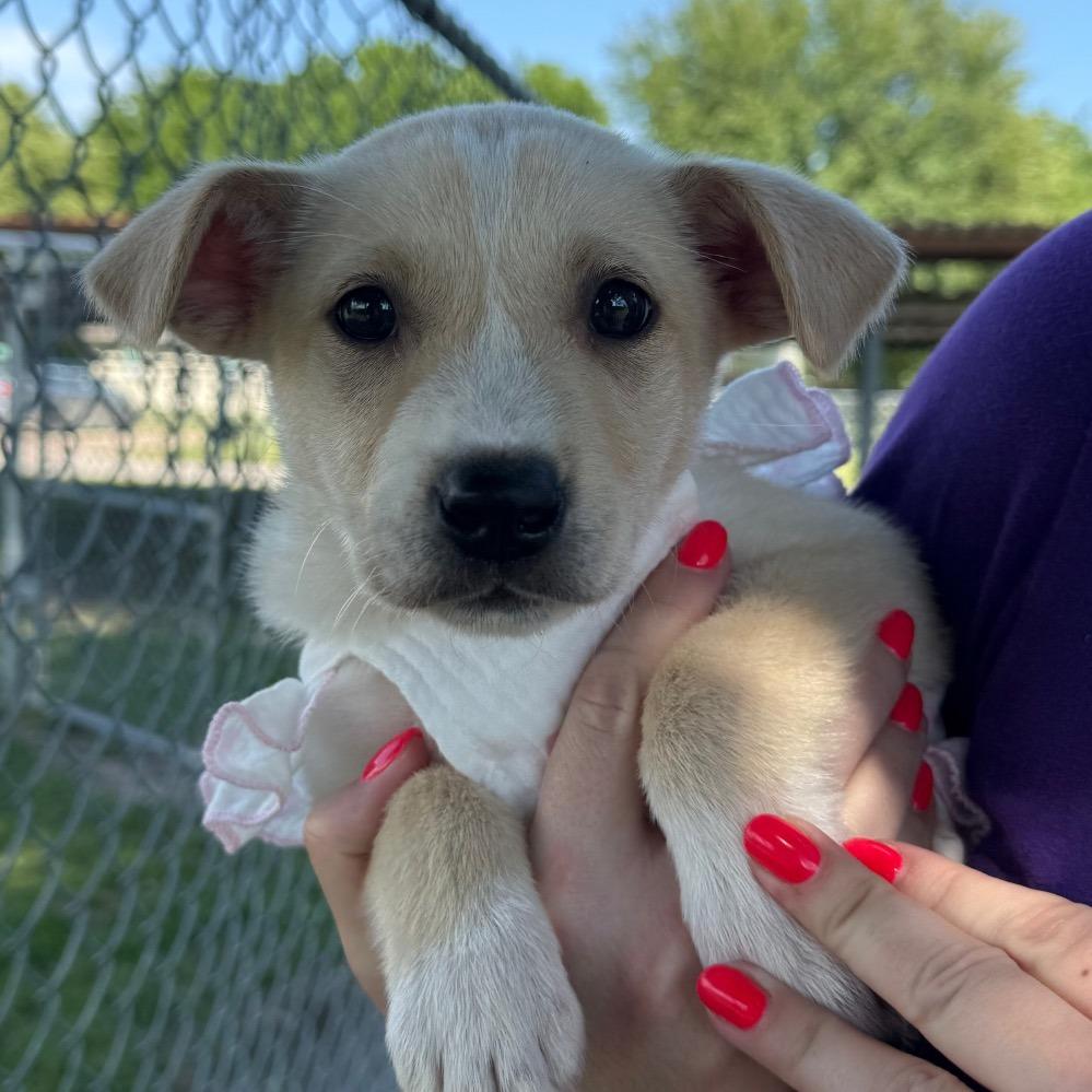 Lola, Adoptable, Puppy Female Mixed Breed.