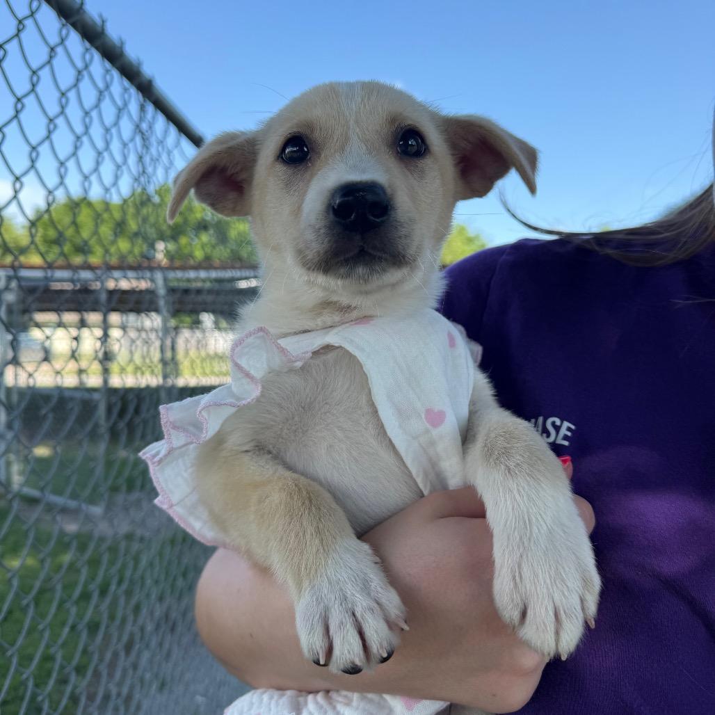 Enlarge Lola, a Adoptable Mixed Breed in Tulsa, OK image 2/4