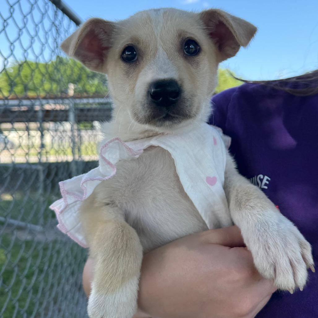 Enlarge Lola, a Adoptable Mixed Breed in Tulsa, OK image 3/4