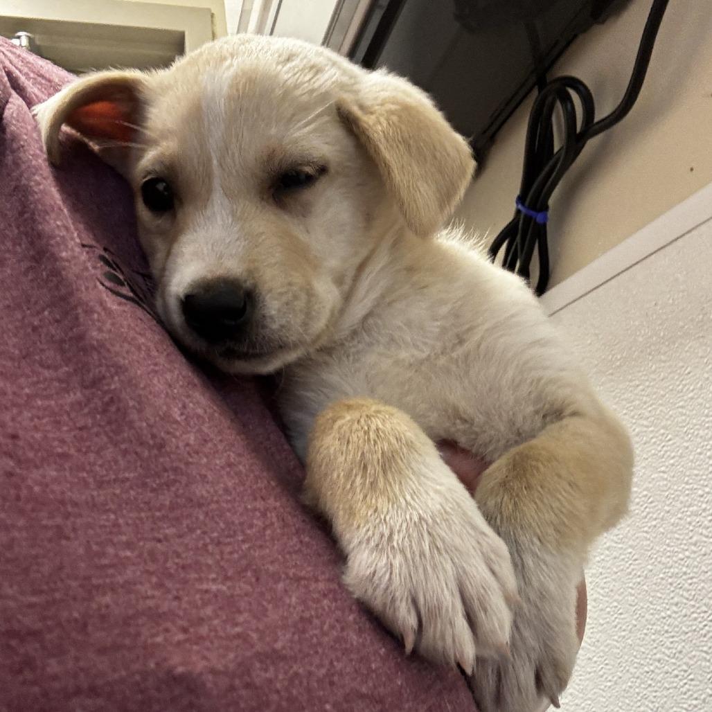 Enlarge Lola, a Adoptable Mixed Breed in Tulsa, OK image 4/4
