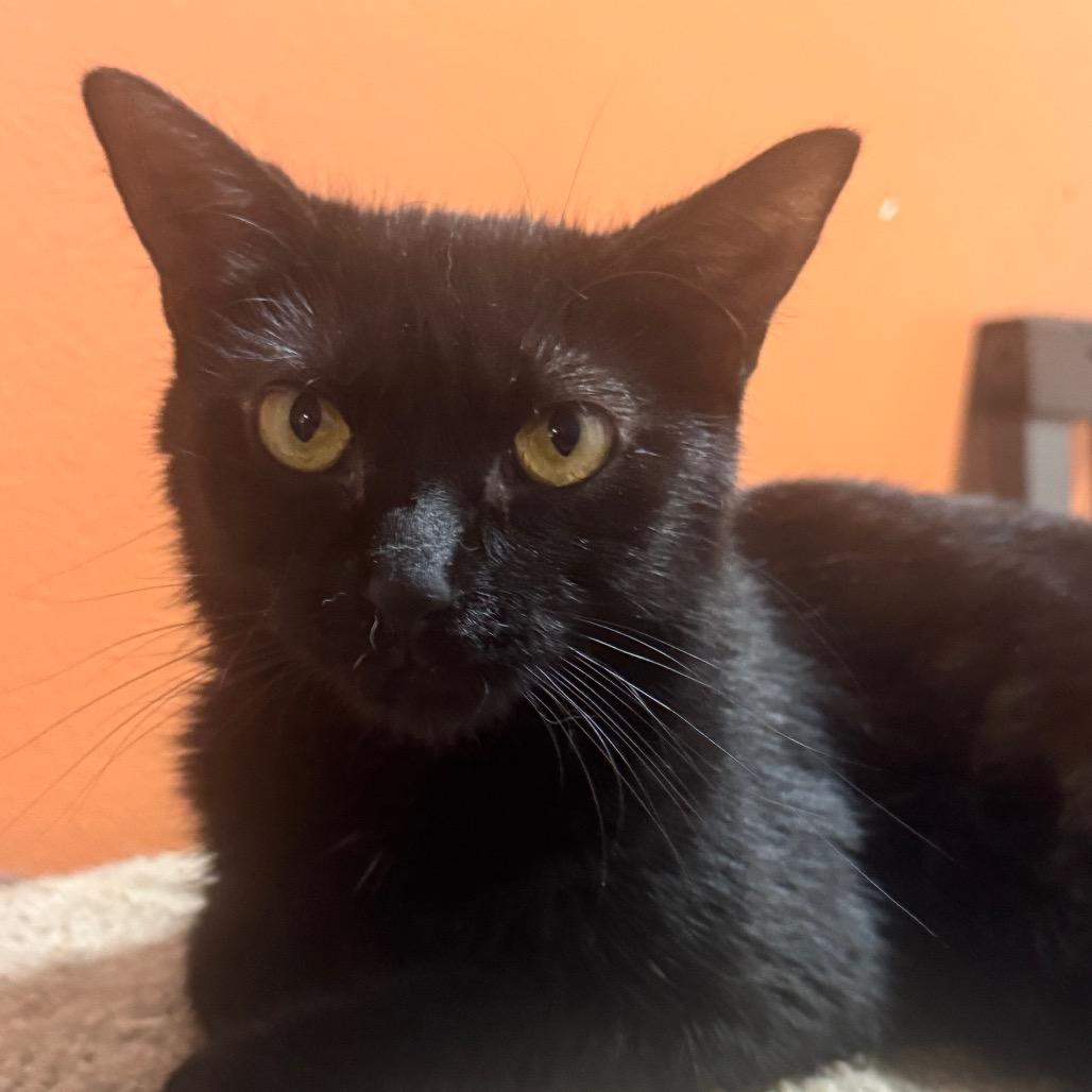 Enlarge Ruby Rose, a Adoptable Domestic Short Hair in Inwood, WV image 1/1