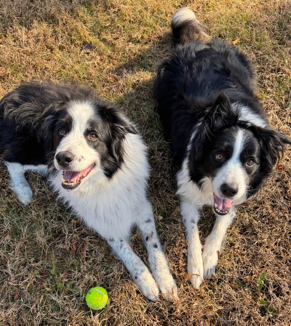Enlarge Jax (with Jill), a Adoptable Border Collie in Gloucester, VA image 2/4