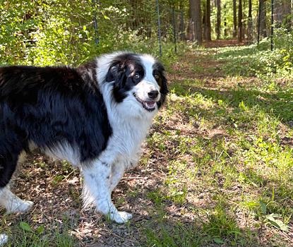 Enlarge Jax (with Jill), a Adoptable Border Collie in Gloucester, VA image 4/4