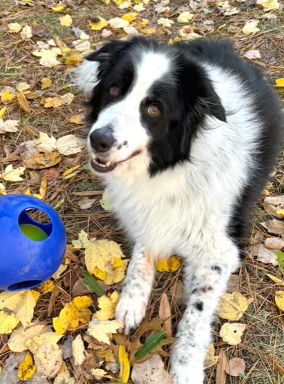 Enlarge Jax (with Jill), a Adoptable Border Collie in Gloucester, VA image 1/4