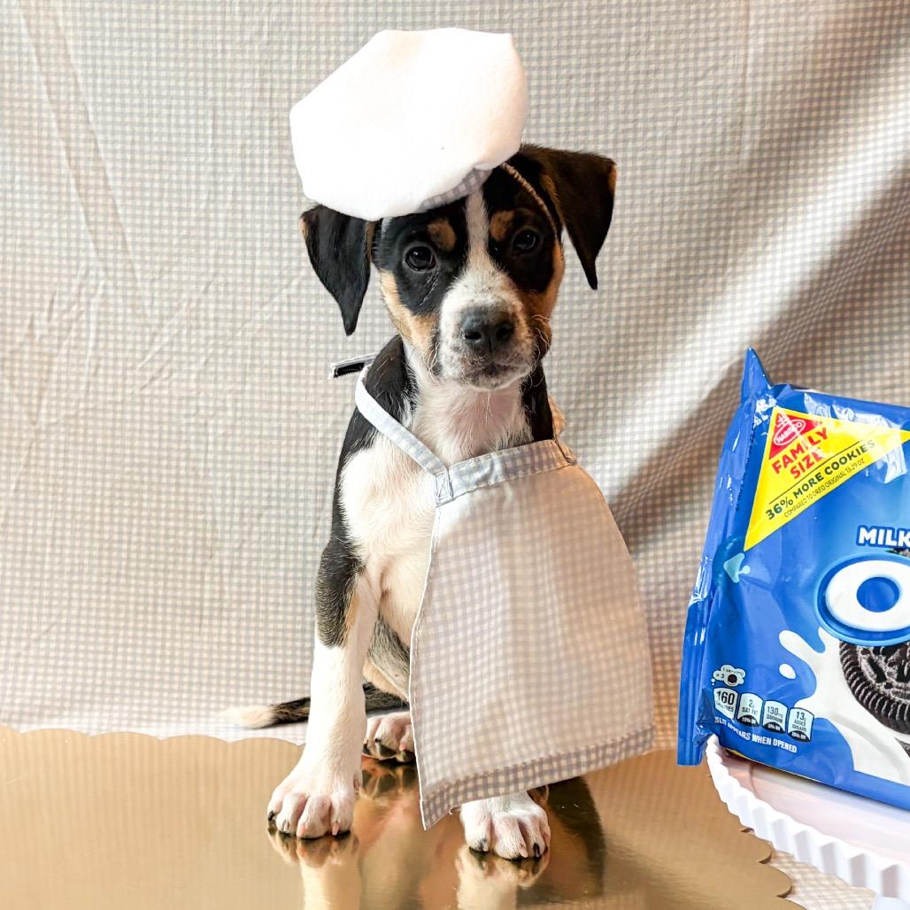 701G (2026) Oreo, Adoptable, Puppy Male Siberian Husky & Boxer.