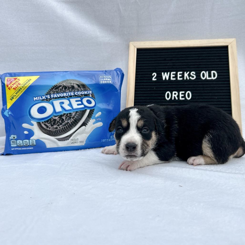 701G (2026) Oreo, a Adoptable mixed breed in Parker, CO image 2/6