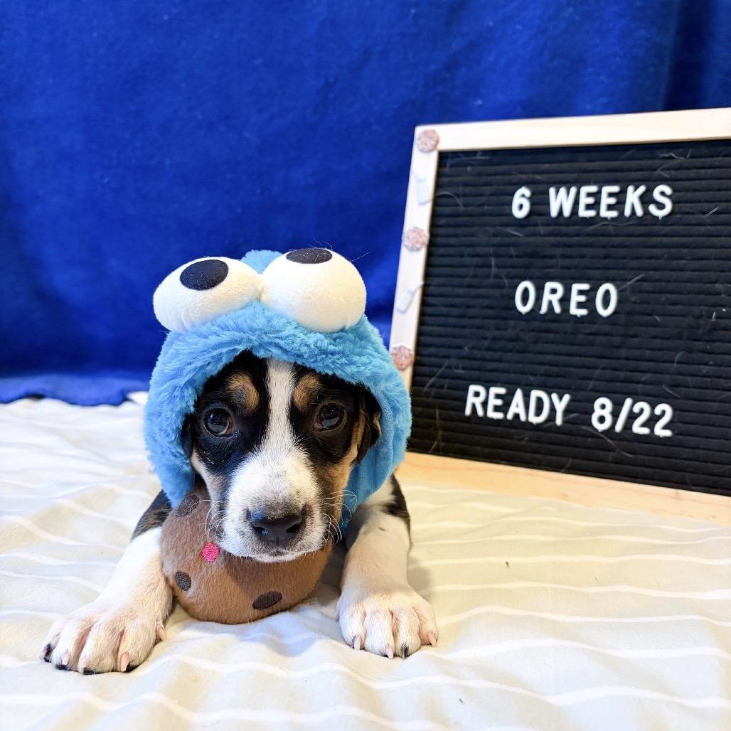 701G (2026) Oreo, a Adoptable mixed breed in Parker, CO image 4/6
