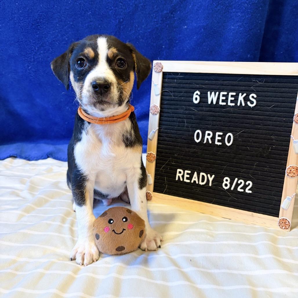 701G (2026) Oreo, a Adoptable mixed breed in Parker, CO image 5/6