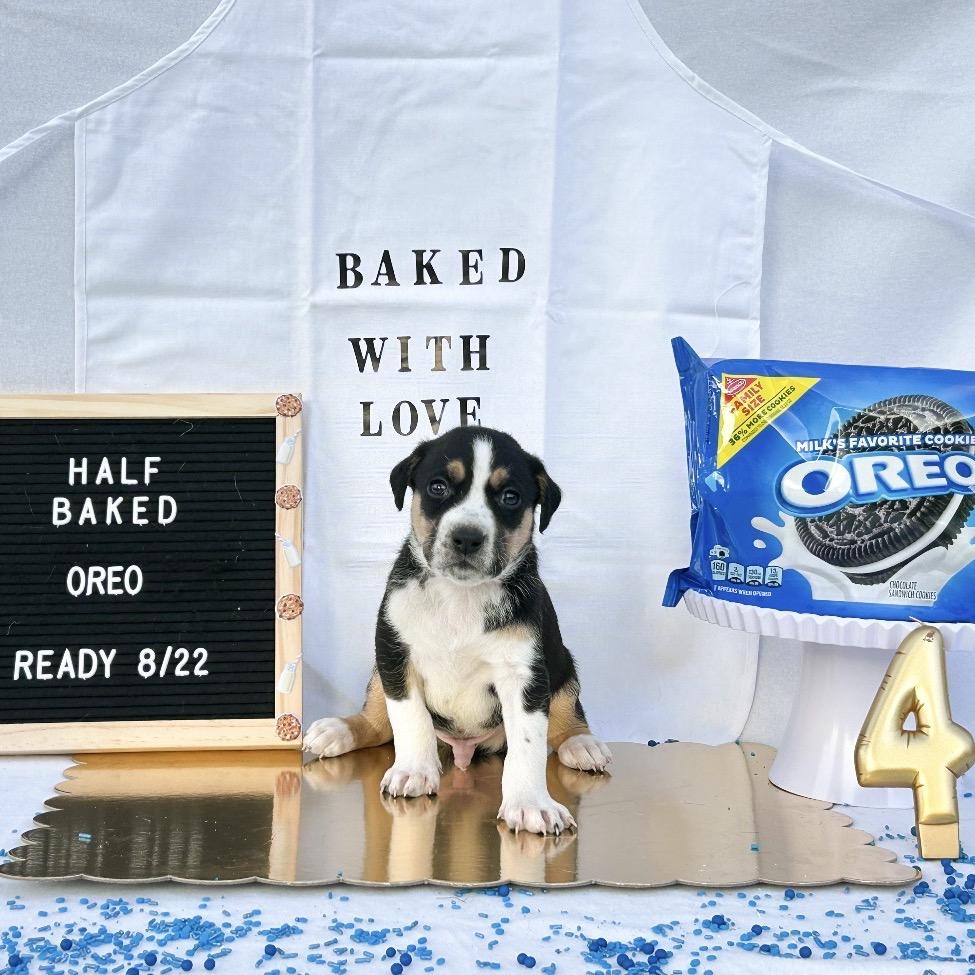 701G (2026) Oreo, a Adoptable mixed breed in Parker, CO image 6/6
