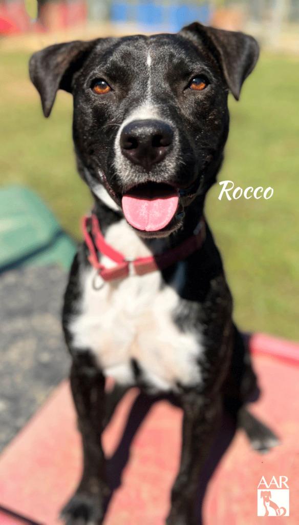 Rocco, a Adoptable mixed breed in Magnolia, TX image 1/6