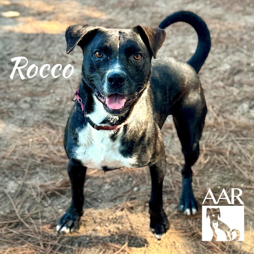 Rocco, a Adoptable mixed breed in Magnolia, TX image 2/6