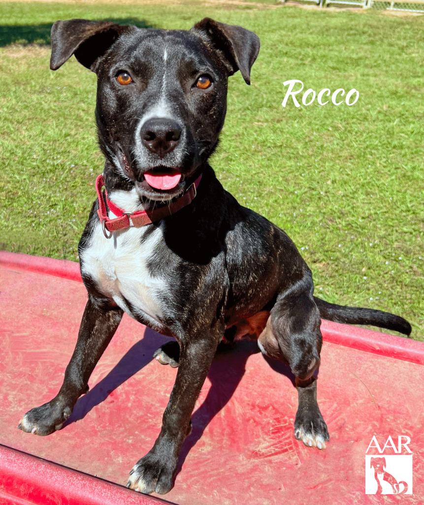 Rocco, a Adoptable mixed breed in Magnolia, TX image 3/6