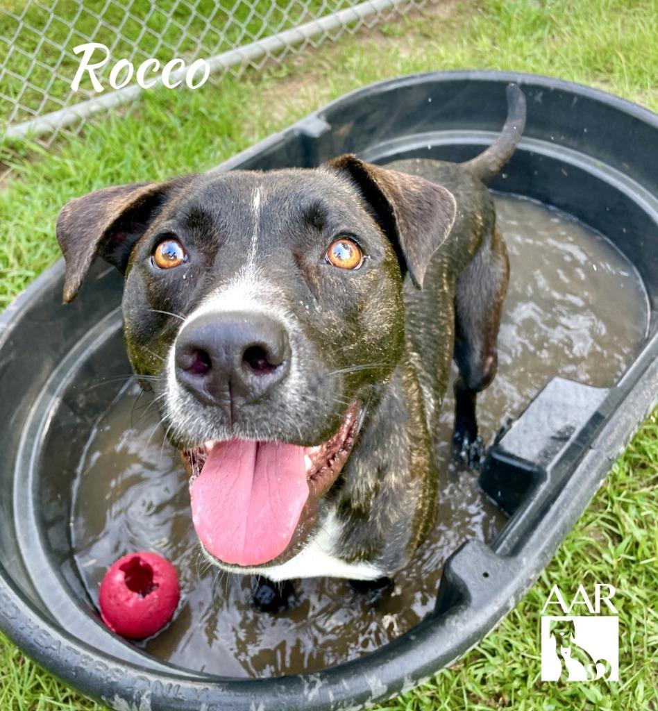 Rocco, a Adoptable mixed breed in Magnolia, TX image 4/6