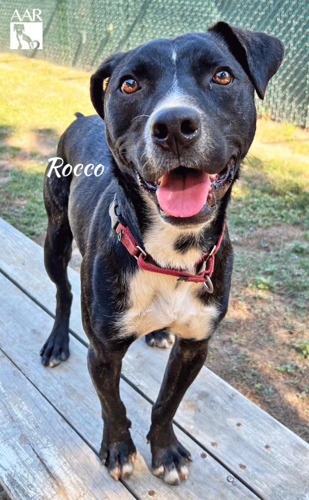 Rocco, a Adoptable mixed breed in Magnolia, TX image 5/6