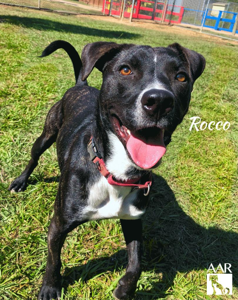 Rocco, a Adoptable mixed breed in Magnolia, TX image 6/6