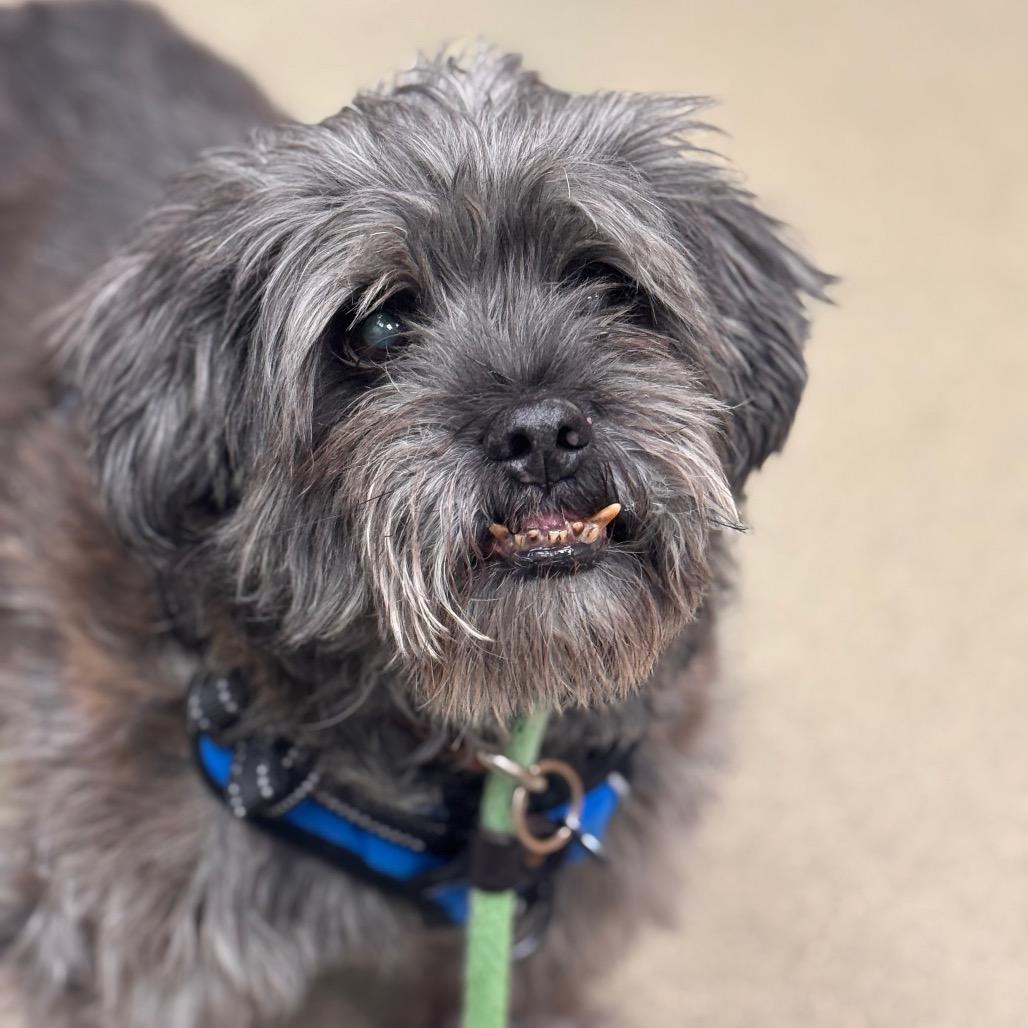 Gnocchi - IN FOSTER, a Adoptable mixed breed in Birdsboro, PA image 1/5