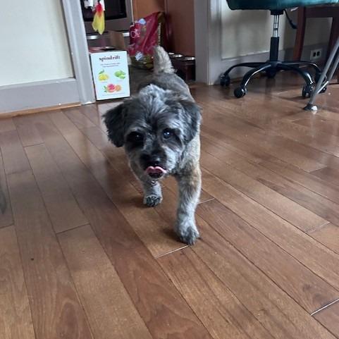 Gnocchi - IN FOSTER, a Adoptable mixed breed in Birdsboro, PA image 2/5