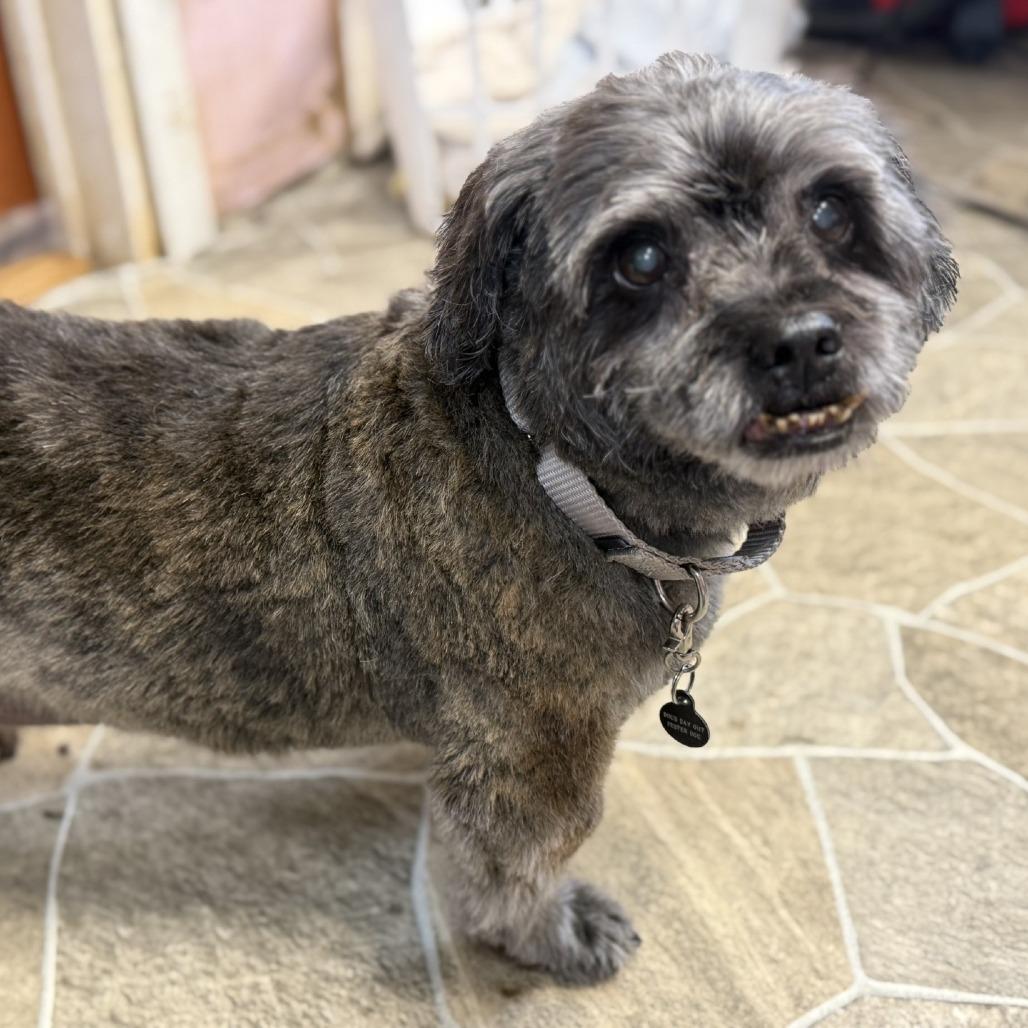 Gnocchi - IN FOSTER, a Adoptable mixed breed in Birdsboro, PA image 3/5