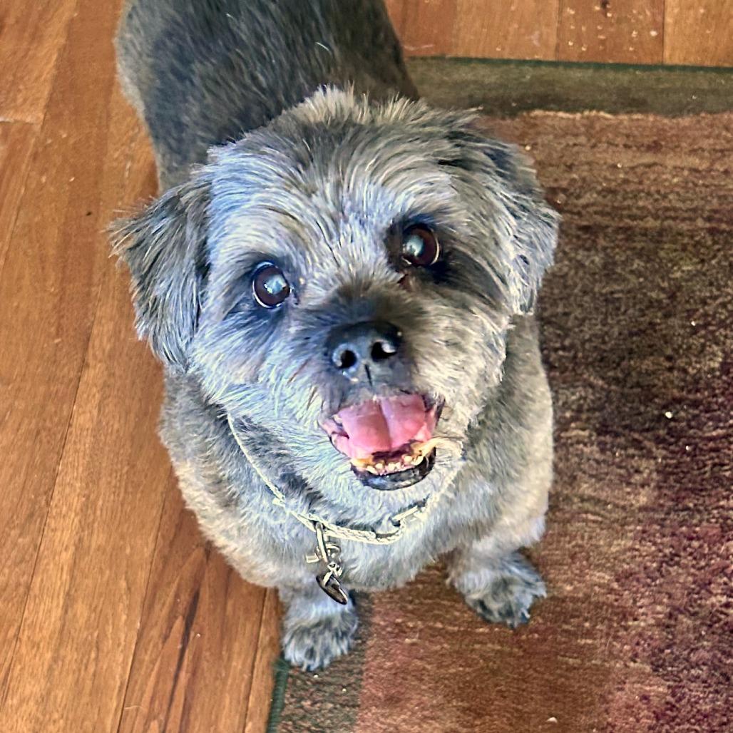 Gnocchi - IN FOSTER, a Adoptable mixed breed in Birdsboro, PA image 4/5