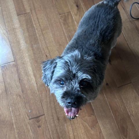 Gnocchi - IN FOSTER, a Adoptable mixed breed in Birdsboro, PA image 5/5