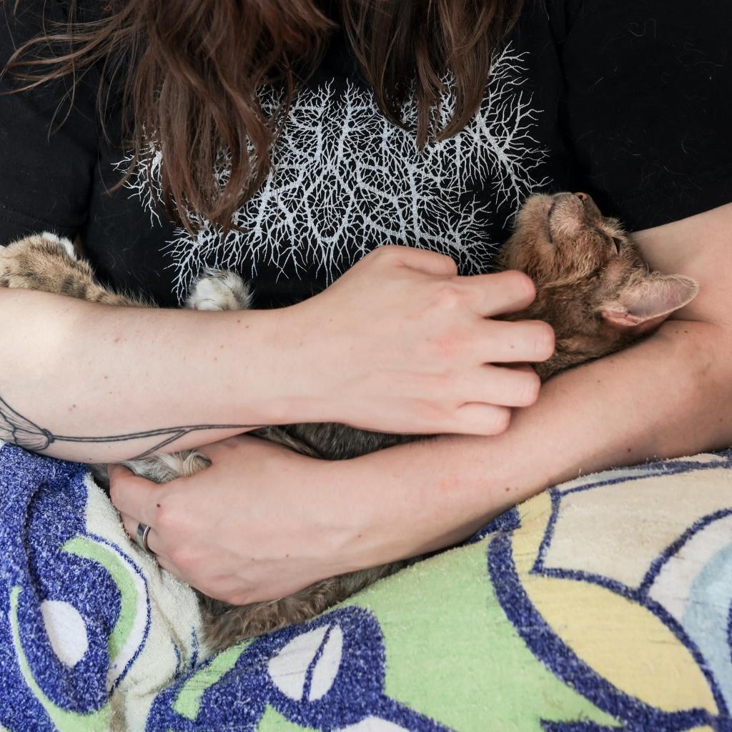 Enlarge Blossom, a Adoptable Domestic Short Hair in Tampa, FL image 1/3