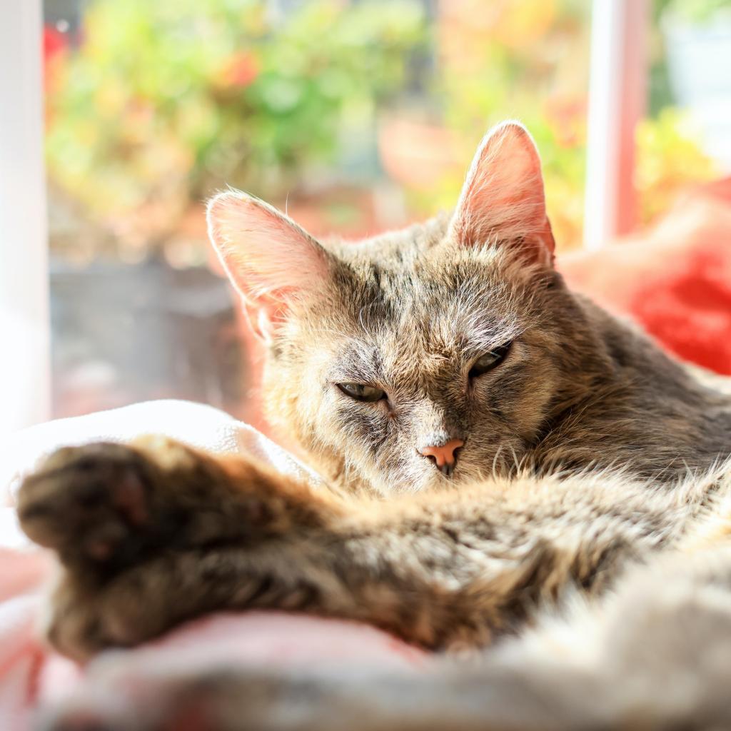 Enlarge Blossom, a Adoptable Domestic Short Hair in Tampa, FL image 2/3