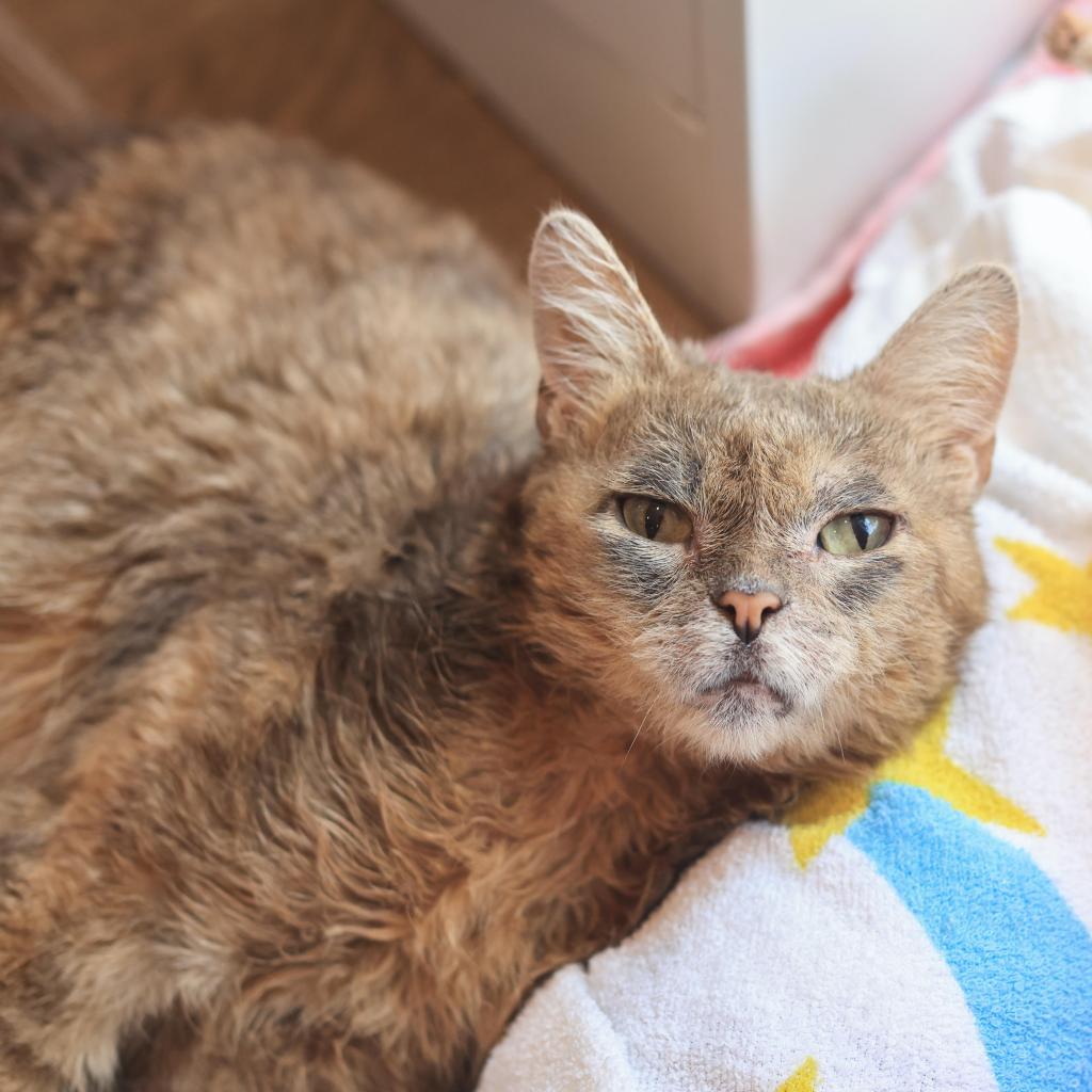 Enlarge Blossom, a Adoptable Domestic Short Hair in Tampa, FL image 3/3