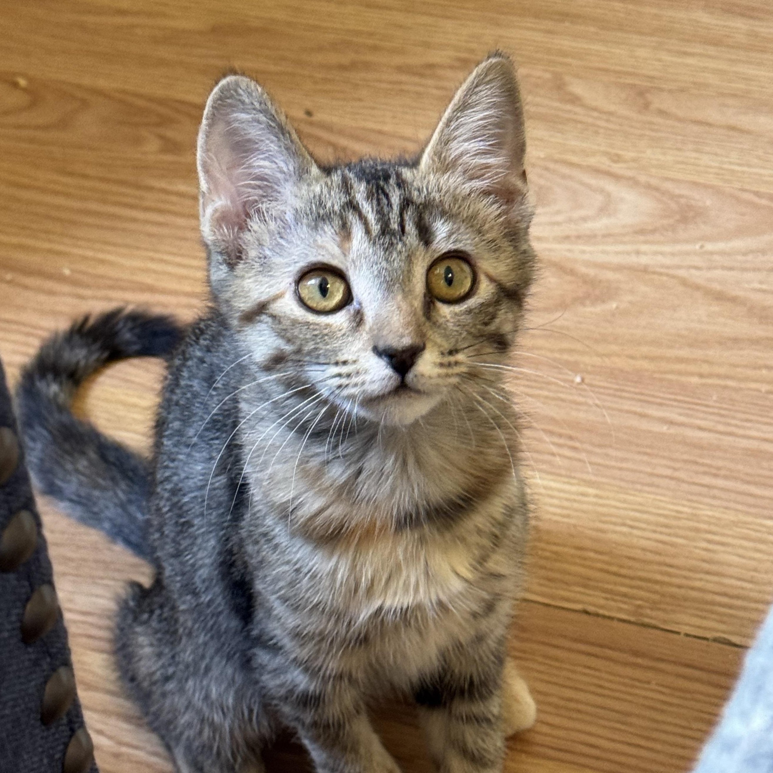 Cookies, a Adoptable Tabby in Henderson, NV image 3/3