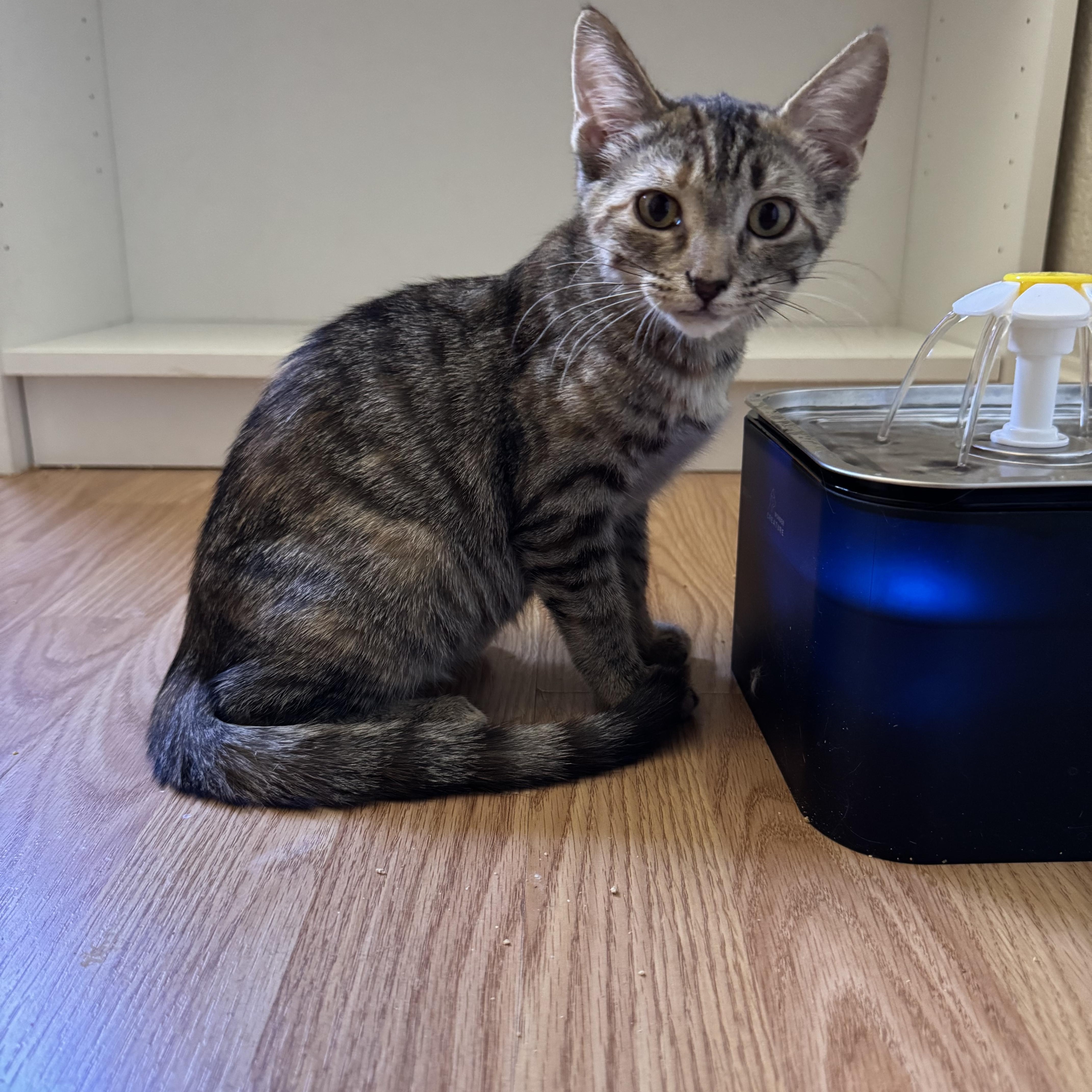 Cookies, Adoptable, Kitten Female Tabby.