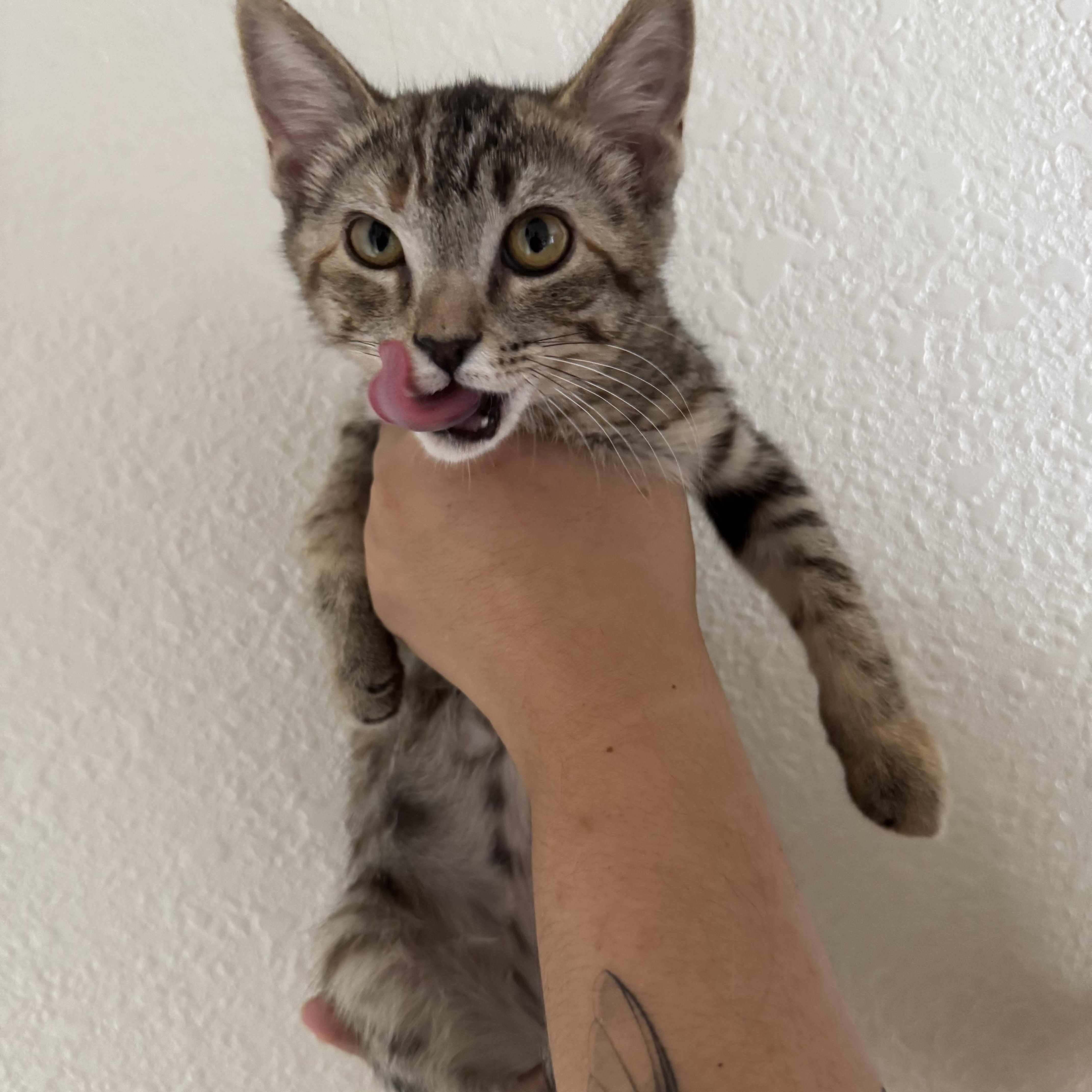 Cookies, a Adoptable Tabby in Henderson, NV image 1/3