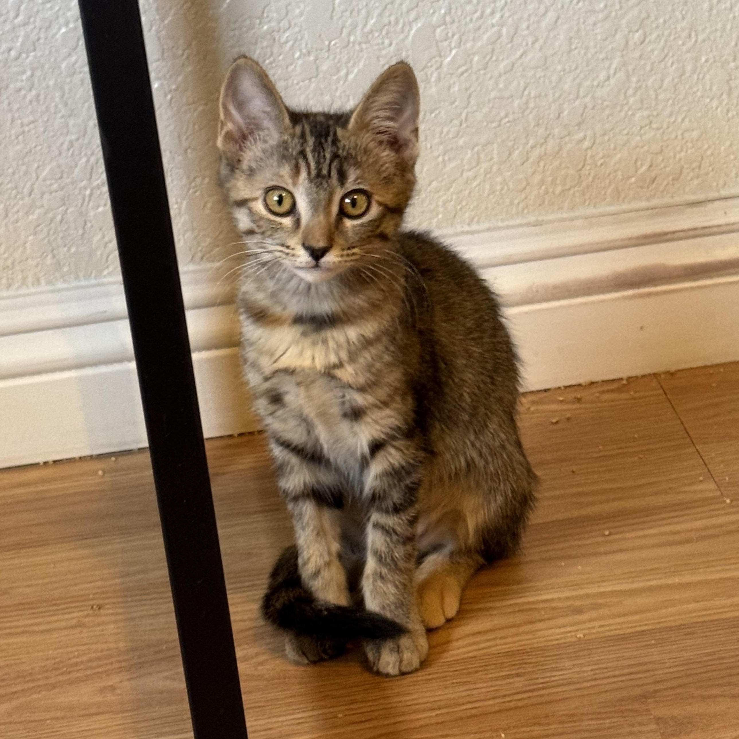 Cookies, a Adoptable Tabby in Henderson, NV image 2/3