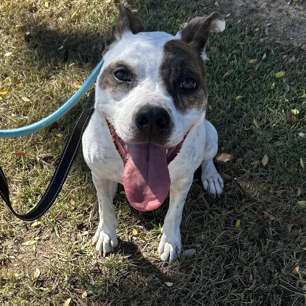 Enlarge Poppie, a Adoptable Jack Russell Terrier in Phoenix, AZ image 2/6