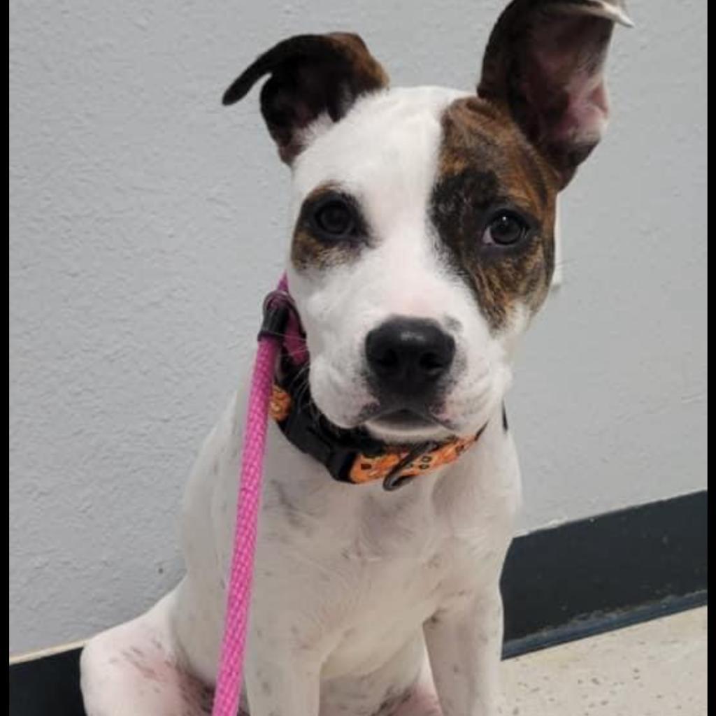 Enlarge Poppie, a Adoptable Jack Russell Terrier in Phoenix, AZ image 3/6