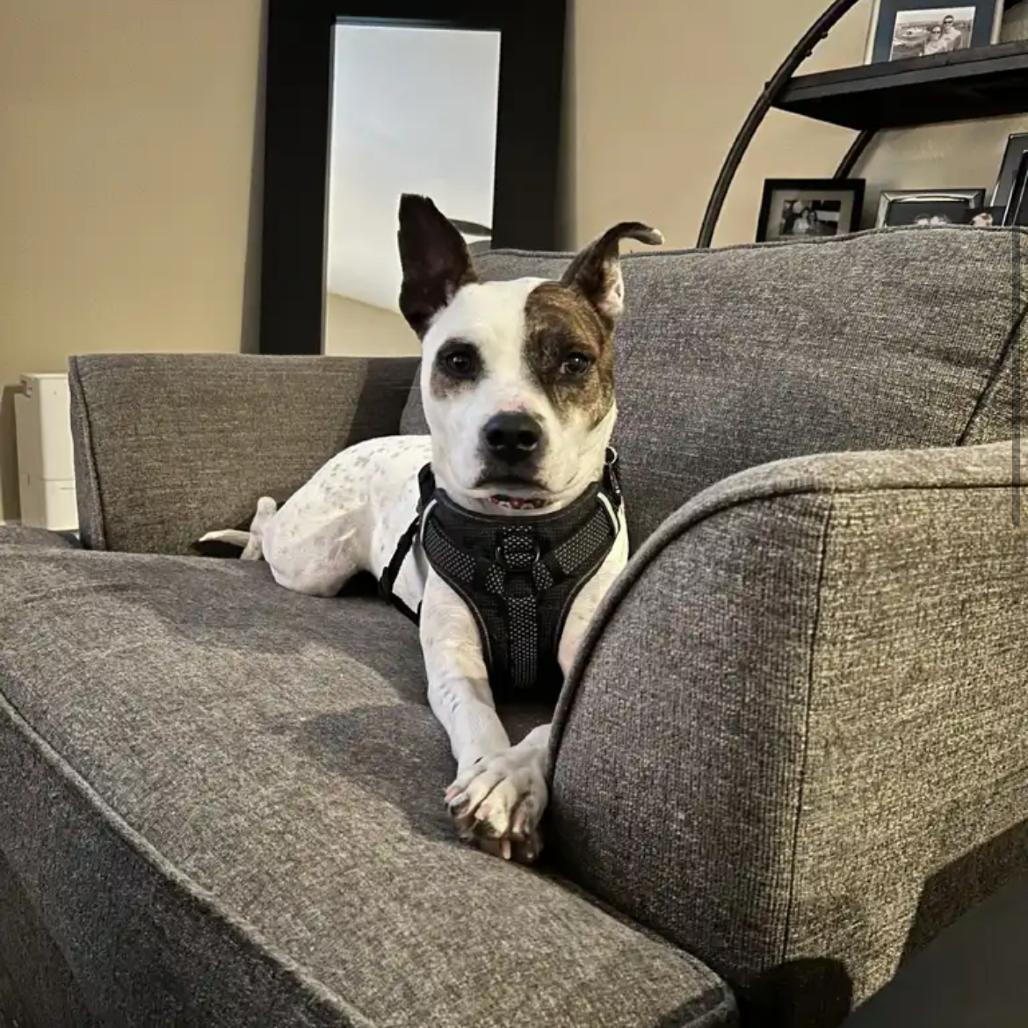 Enlarge Poppie, a Adoptable Jack Russell Terrier in Phoenix, AZ image 4/6