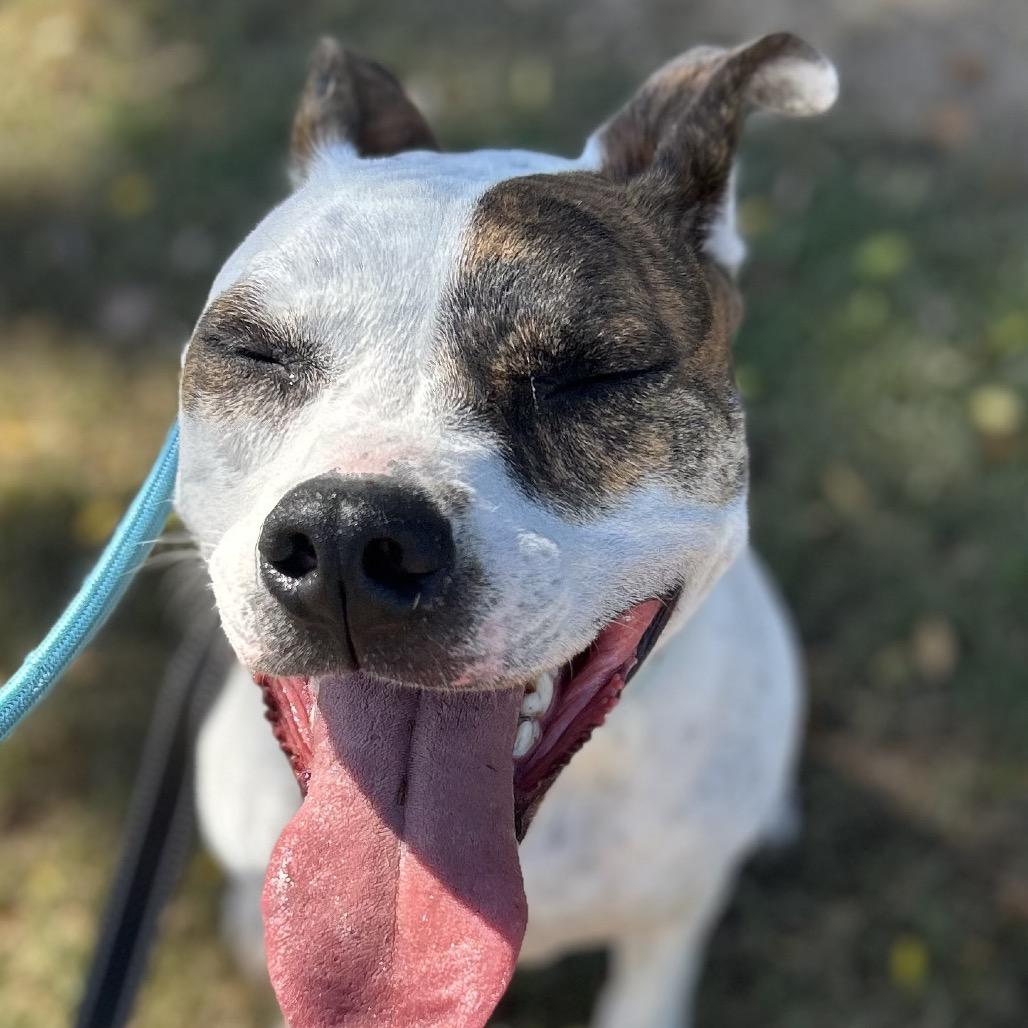 Enlarge Poppie, a Adoptable Jack Russell Terrier in Phoenix, AZ image 6/6