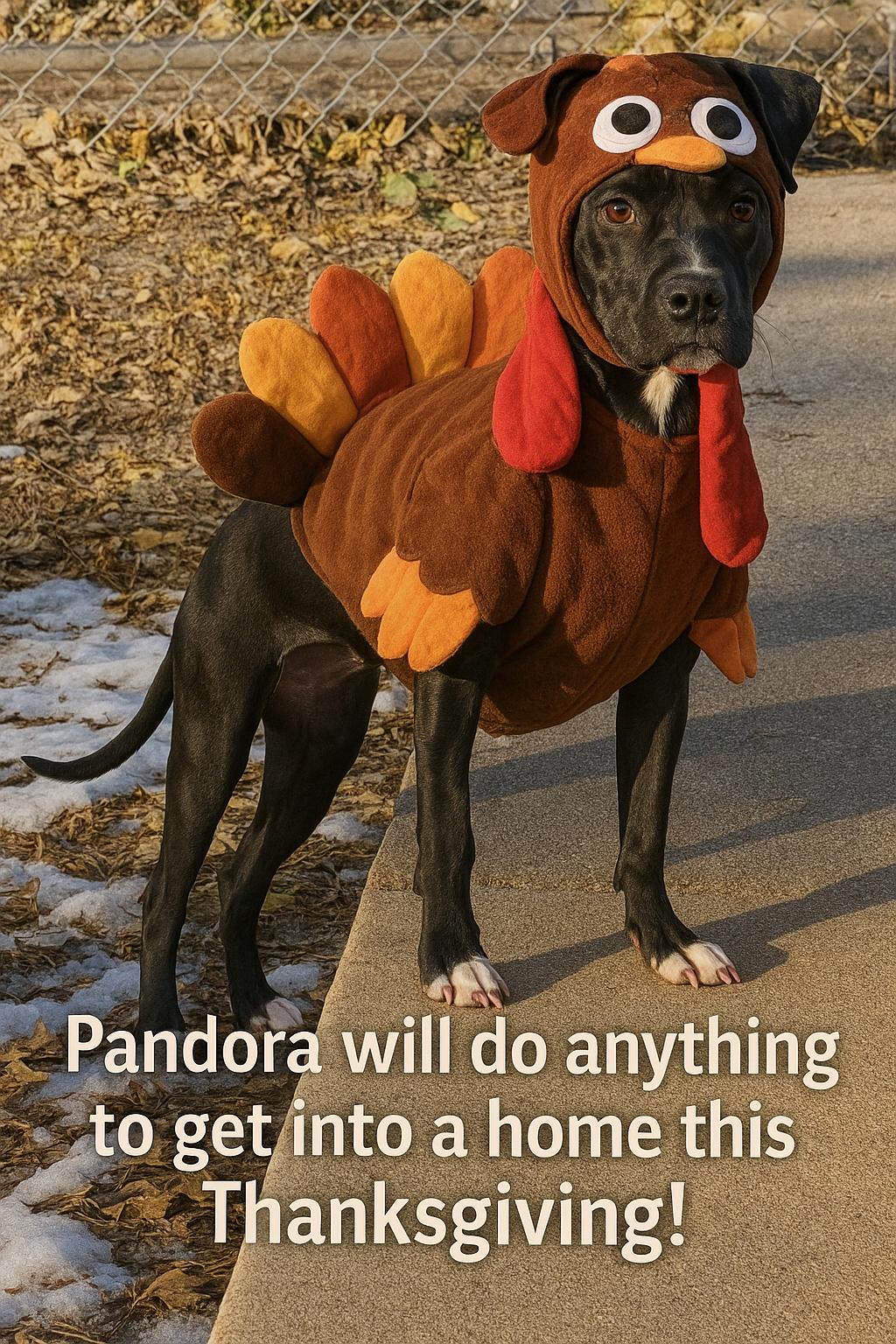 Pandora, Adoptable, Puppy Female German Shepherd Dog.