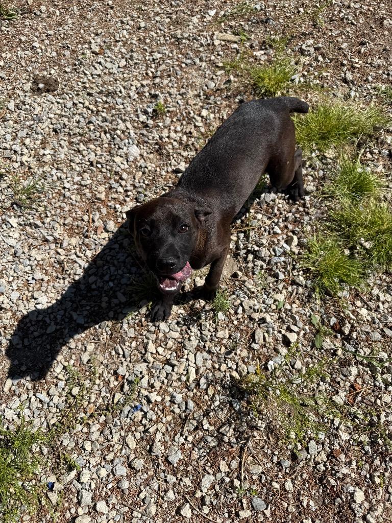 Spice, a Adoptable Mixed Breed in Lagrange, IN image 1/2